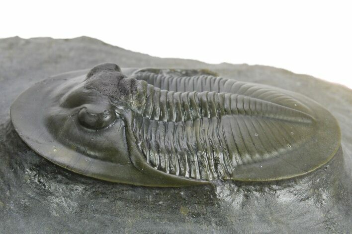 Rare Cyberella Lemkei Trilobite - Rare Species #354421
